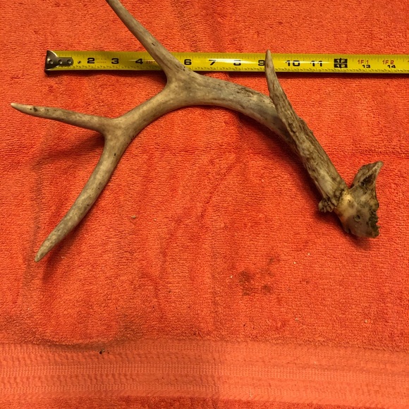 One Deer Antler